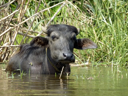 Buffalo in the water with green background