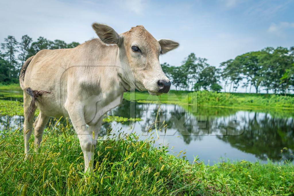 Cow or bullock in green field in rural Assam, India