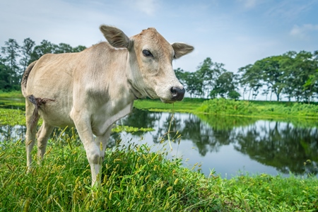 Cow or bullock in green field in rural Assam, India