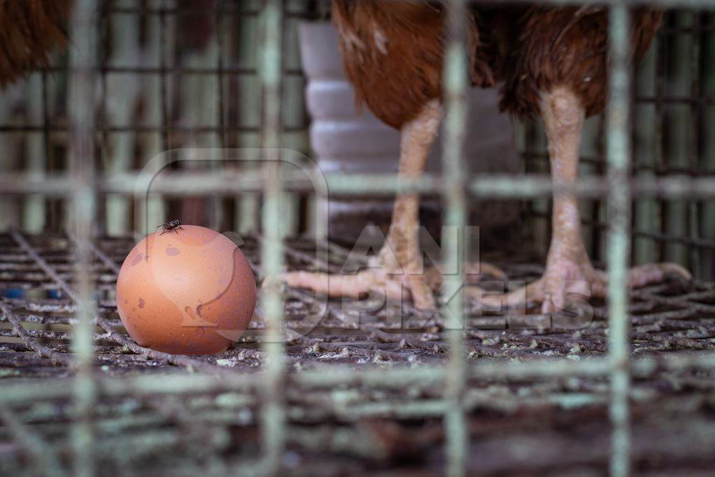 Chickens feet standing on wires in cages outside a chicken poultry meat shop in Pune, Maharashtra, India, 2021