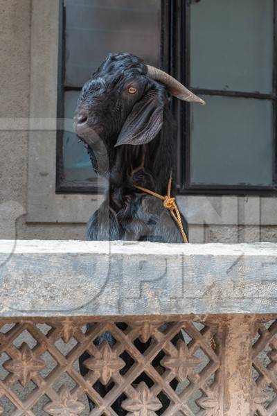 Goat standing up behind wall tied up outside house waiting for religious slaughter at Eid in an urban city in Maharashtra