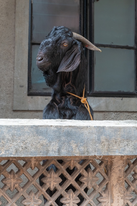Goat standing up behind wall tied up outside house waiting for religious slaughter at Eid in an urban city in Maharashtra