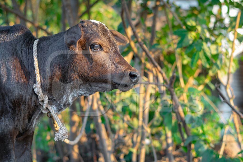 Small brown baby Indian calf tied up in green field, at dairy farm in India