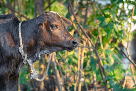 Small brown baby Indian calf tied up in green field, at dairy farm in India