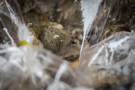 Frogs in plastic bags on sale at an exotic market