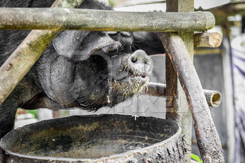 Pig in wooden pig pen on farm in rural Nagaland