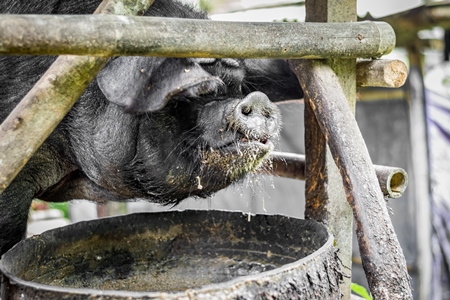 Pig in wooden pig pen on farm in rural Nagaland