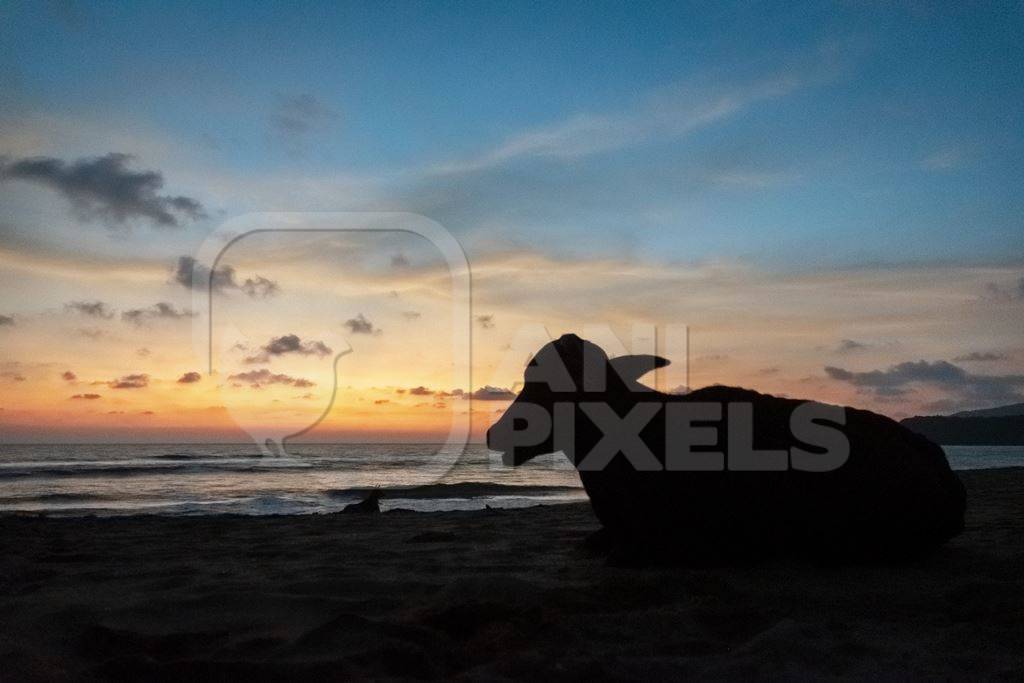 Dark silhouette of  cows on the beach at sunset in Goa, India