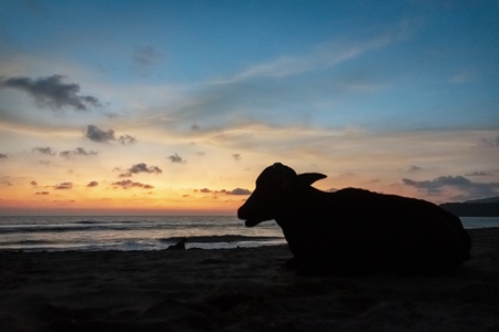 Dark silhouette of  cows on the beach at sunset in Goa, India