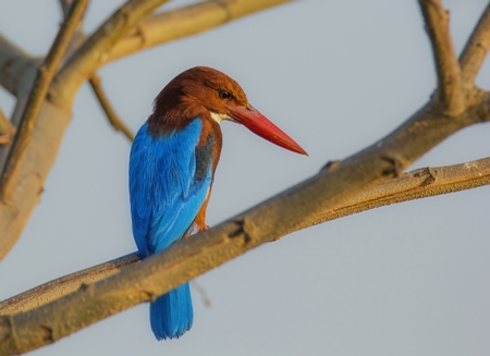 White throated kingfisher sitting on branch