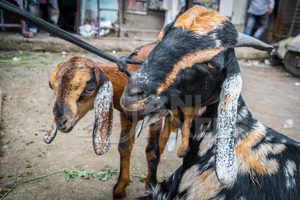 Goats tied up for religious use at Eid festival