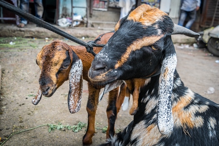 Goats tied up for religious use at Eid festival