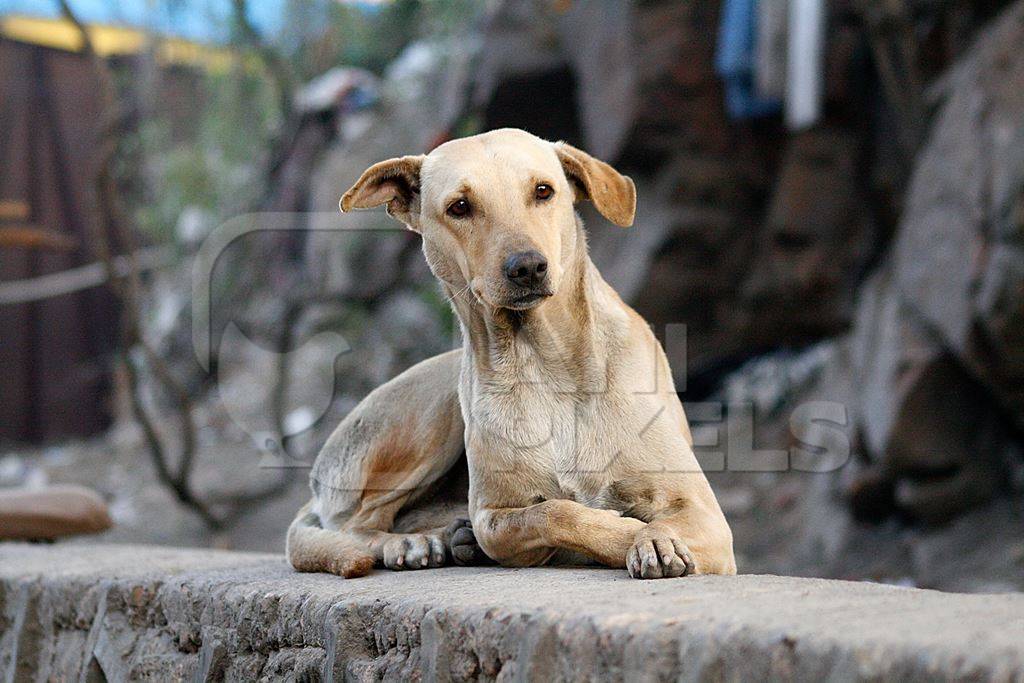 Beige street dog lying on wall