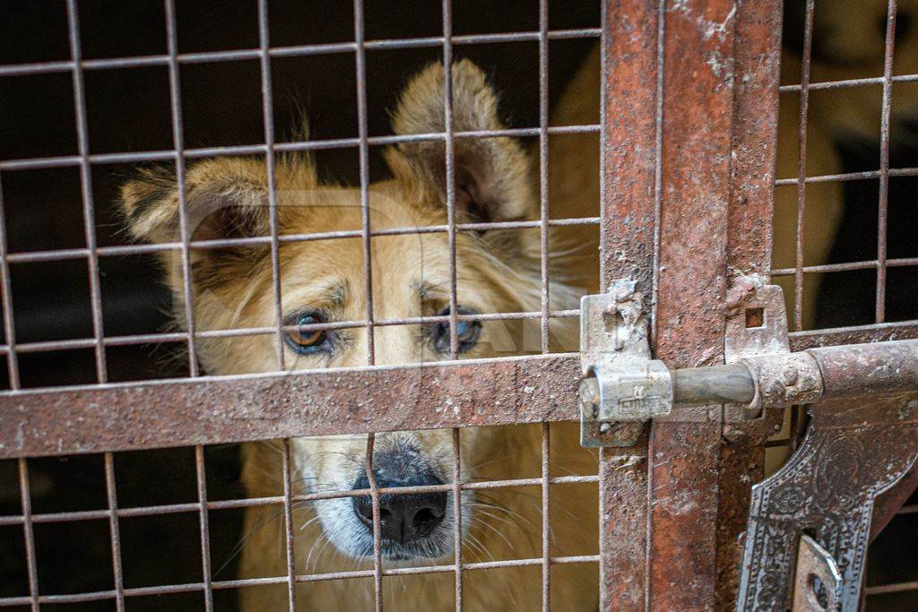 Pet dog locked in a cage, Jodhpur, India, 2022