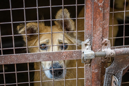 Pet dog locked in a cage, Jodhpur, India, 2022