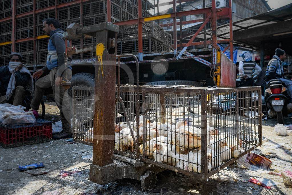 Indian broiler chickens being weighed on a scale at Ghazipur murga mandi, Ghazipur, Delhi, India, 2022