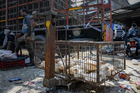 Indian broiler chickens being weighed on a scale at Ghazipur murga mandi, Ghazipur, Delhi, India, 2022