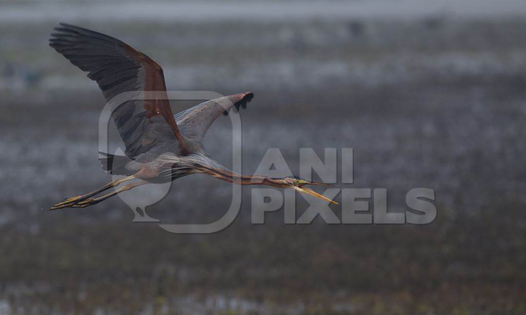 Purple heron flying over lake with wings outstretched