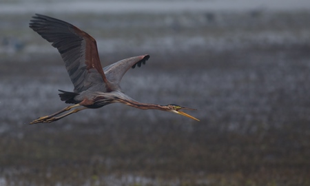 Purple heron flying over lake with wings outstretched