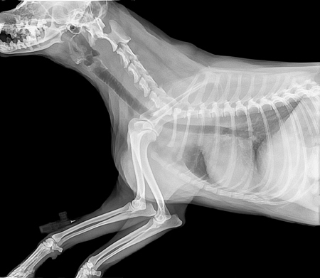 Xray of a dog at a veterinary surgery in black and white