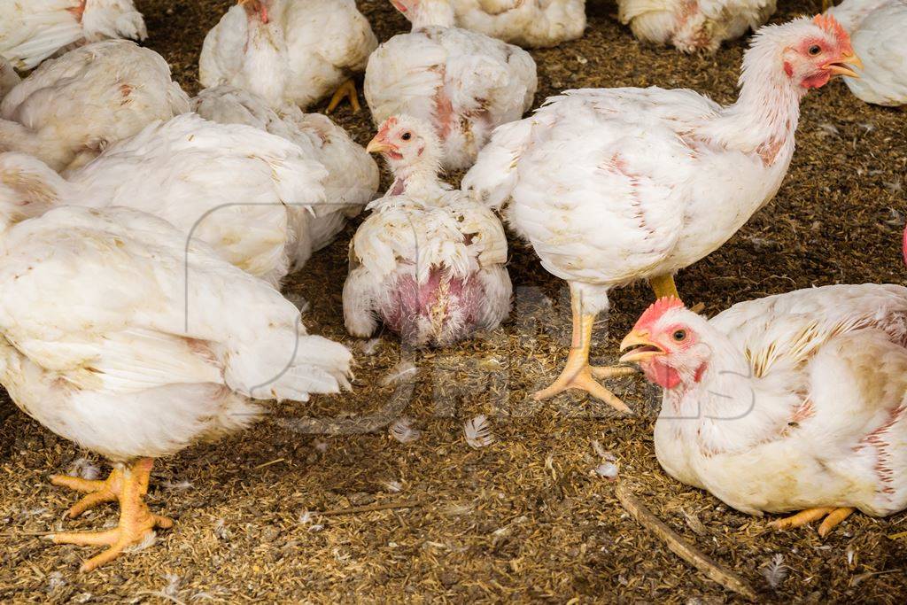 White broiler chickens raised for meat on a large poultry broiler farm in Maharashtra in India