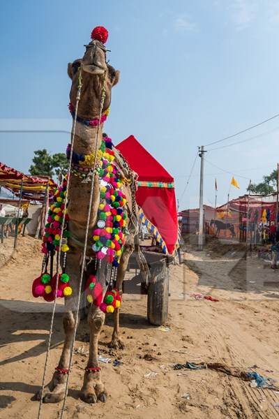 Decorated Indian camel pulling colourful covered cart for tourists at Pushkar camel fair in Rajasthan, 2019