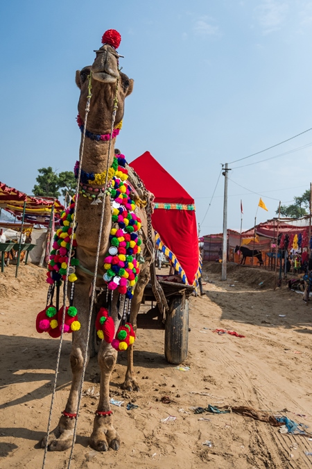 Decorated Indian camel pulling colourful covered cart for tourists at Pushkar camel fair in Rajasthan, 2019