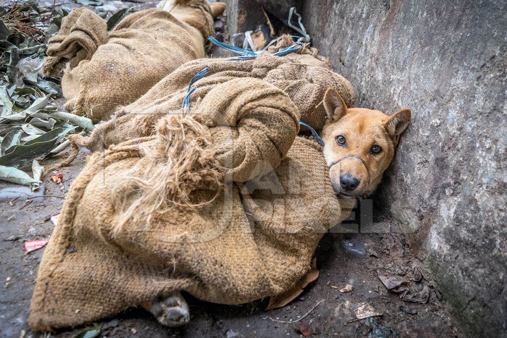 Dogs tied up in sacks waiting to be butchered and sold as meat at a dog market