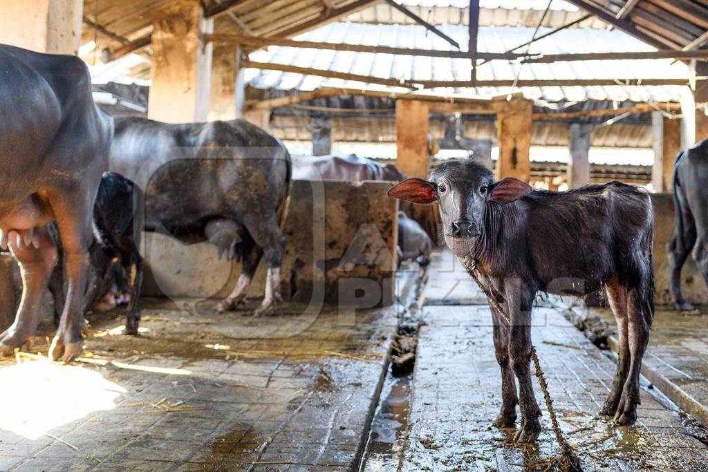 Baby Indian buffalo calf in the aisle in a concrete shed on an urban dairy farm or tabela, Aarey milk colony, Mumbai, India, 2023