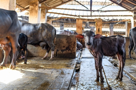 Baby Indian buffalo calf in the aisle in a concrete shed on an urban dairy farm or tabela, Aarey milk colony, Mumbai, India, 2023