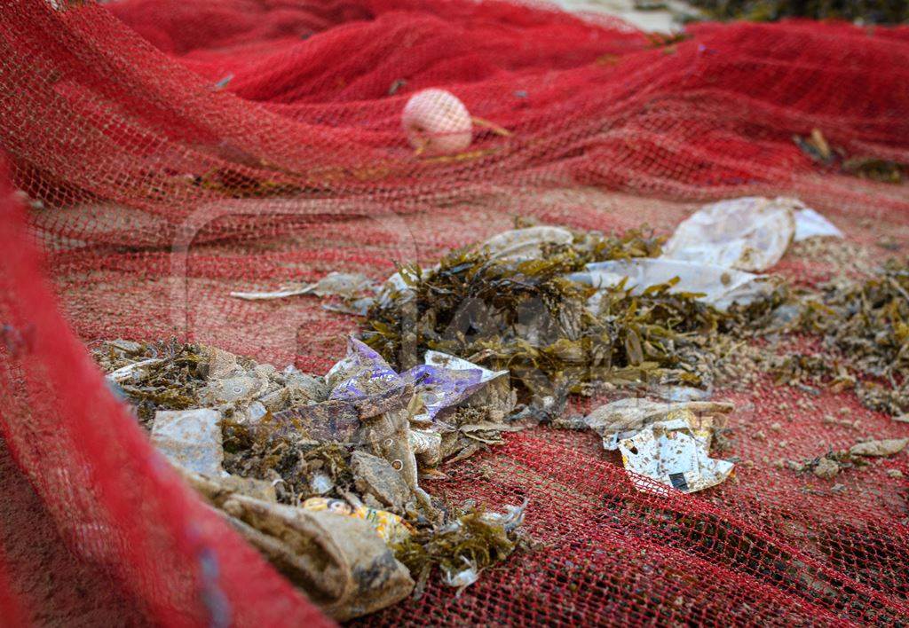 Indian fishing nets with crabs, small fish and plastic pollution trapped in net, on beach in Maharashtra, India, 2022