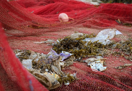 Indian fishing nets with crabs, small fish and plastic pollution trapped in net, on beach in Maharashtra, India, 2022