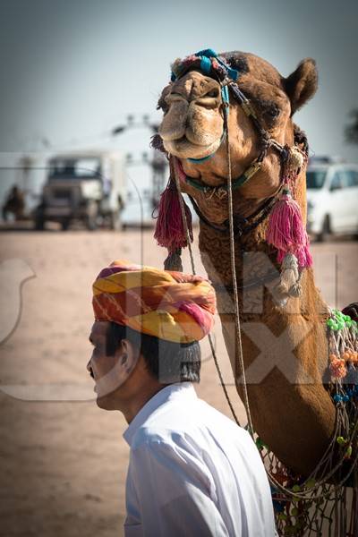 Man leading camel in desert