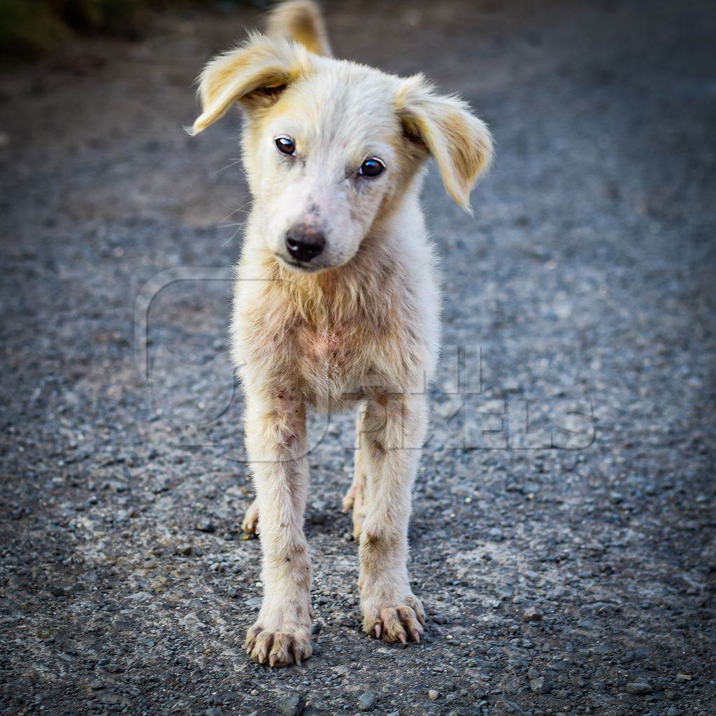 Small  white street puppy with grey background in the urban city of Pune