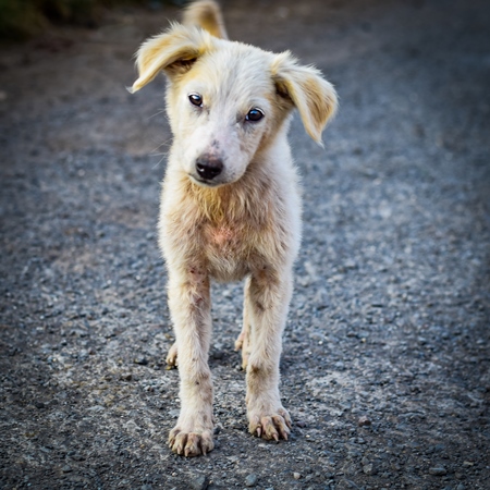 Small  white street puppy with grey background in the urban city of Pune