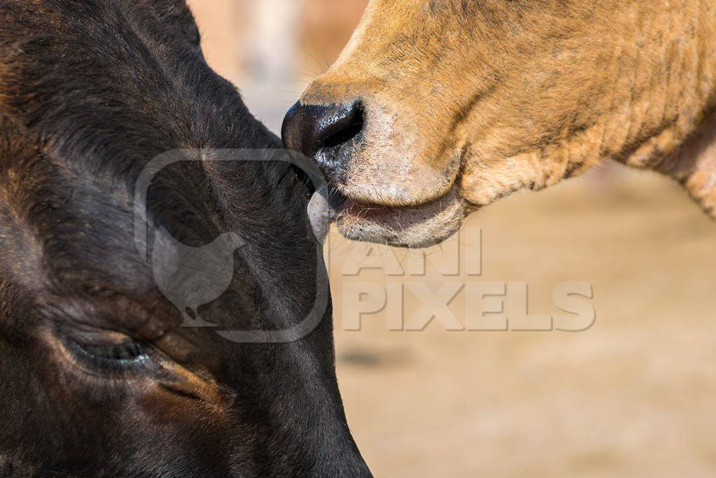 Street cows on street in Bikaner in Rajasthan