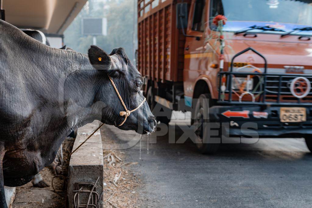 Indian dairy cow tied up on an urban tabela in the divider of a busy road with traffic, Pune, Maharashtra, India, 2024