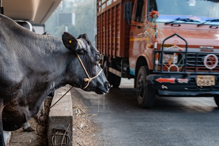 Indian dairy cow tied up on an urban tabela in the divider of a busy road with traffic, Pune, Maharashtra, India, 2024