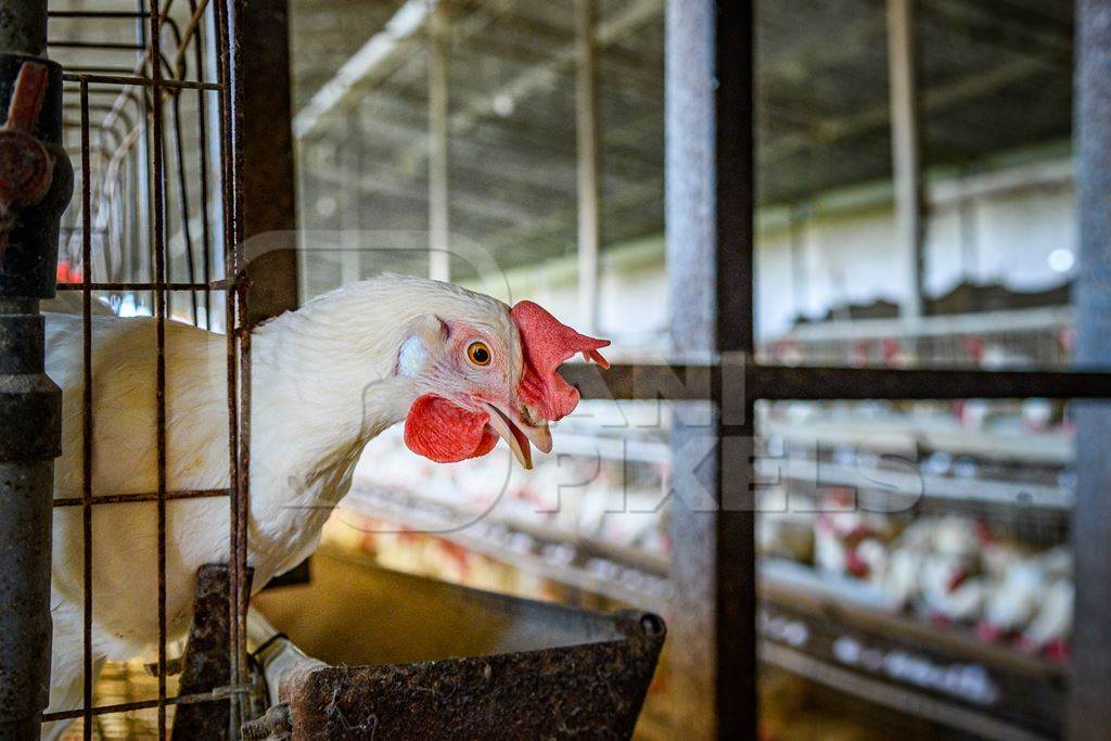 Indian chicken or layer hen reaches out from a wire battery cage on an egg farm on the outskirts of Ajmer, Rajasthan, India, 2022