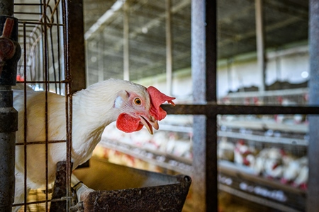 Indian chicken or layer hen reaches out from a wire battery cage on an egg farm on the outskirts of Ajmer, Rajasthan, India, 2022