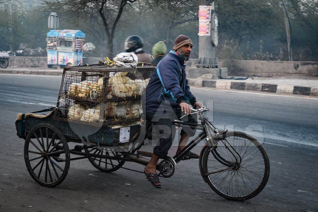 Indian broiler chickens being transported in cages on a tricycle chicken cart at Ghazipur murga mandi, Ghazipur, Delhi, India, 2022