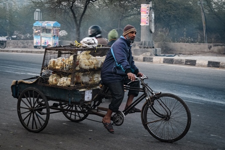 Indian broiler chickens being transported in cages on a tricycle chicken cart at Ghazipur murga mandi, Ghazipur, Delhi, India, 2022