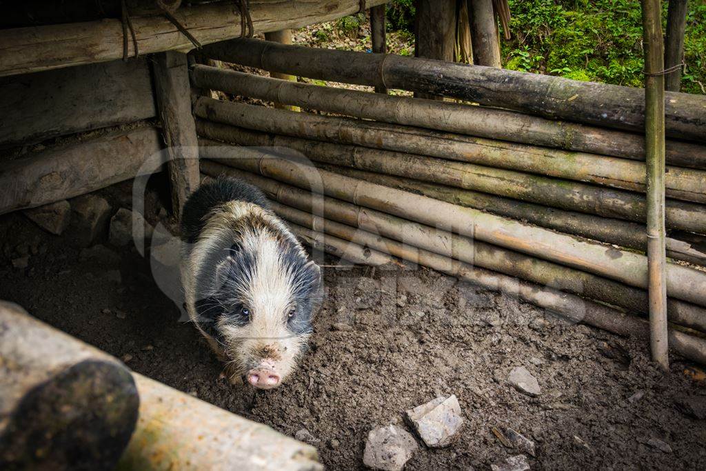 Solitary farmed Indian pig kept in muddy wooden pigpen on a rural pig farm in Nagaland, Northeast India, 2018