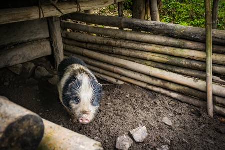 Solitary farmed Indian pig kept in muddy wooden pigpen on a rural pig farm in Nagaland, Northeast India, 2018