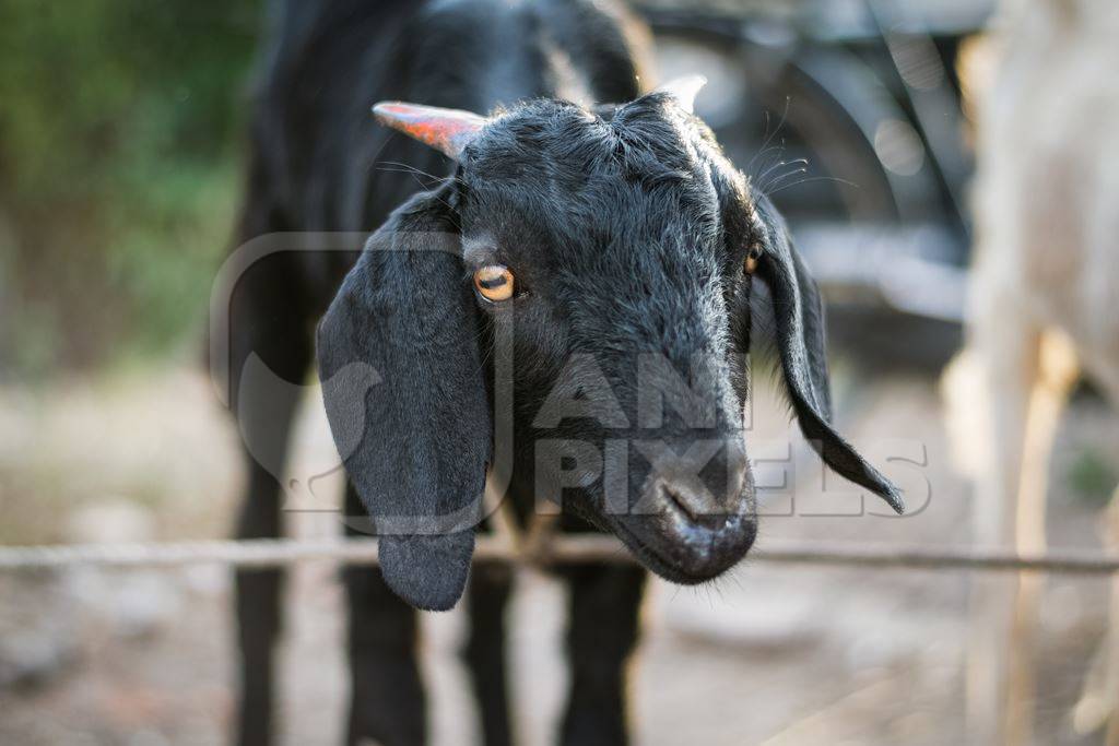 Black goat tied up outside a mutton shop in an urban city