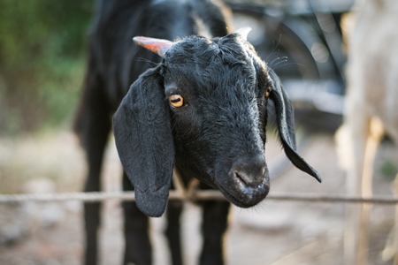 Black goat tied up outside a mutton shop in an urban city