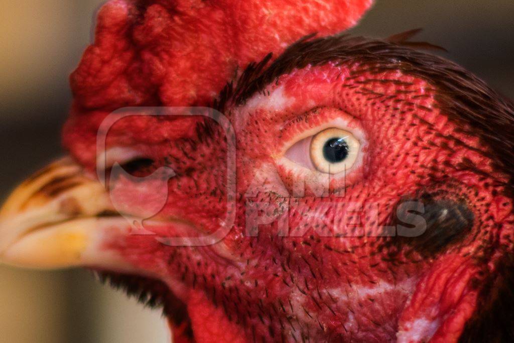 Close up of eye of free range cockerel or rooster in the street in Mumbai