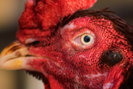 Close up of eye of free range cockerel or rooster in the street in Mumbai