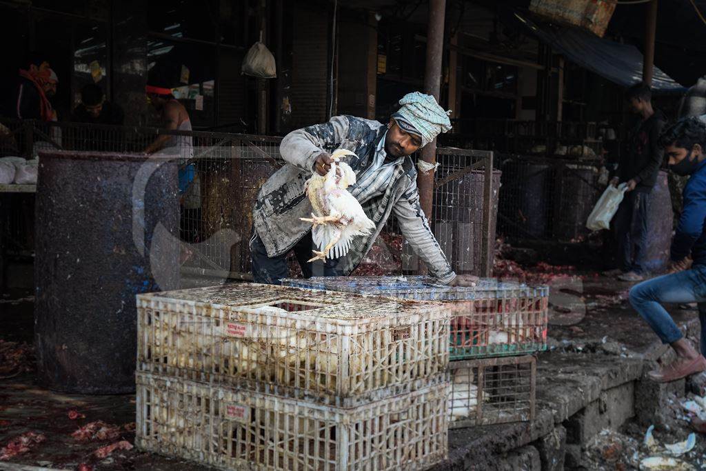 Worker handling Indian broiler chickens from crates at Ghazipur murga mandi, Ghazipur, Delhi, India, 2022