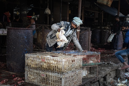 Worker handling Indian broiler chickens from crates at Ghazipur murga mandi, Ghazipur, Delhi, India, 2022